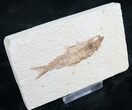 Knightia Fossil Fish - Wyoming #7553-1